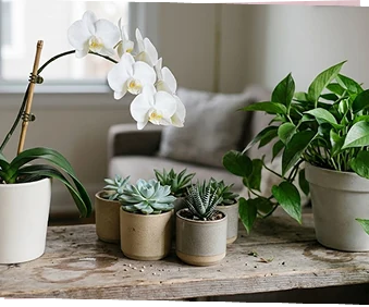 Potted plants